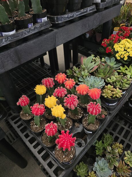 Nacktes geleaktes OnlyFans-Foto von Gnarlymarbles