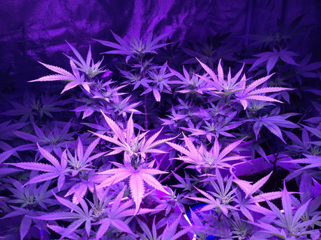 Nacktes geleaktes OnlyFans-Foto von Raven Synn