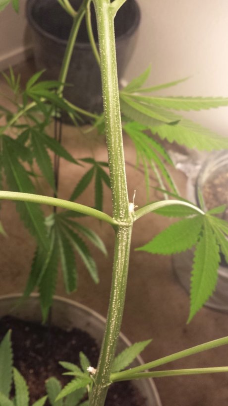 Nacktes geleaktes OnlyFans-Foto von Yesplease