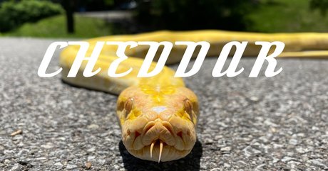 Cheddar The Python