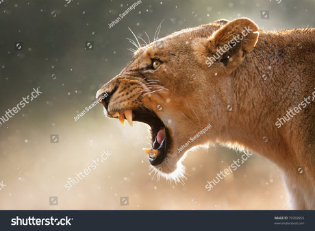 Roxanna Lala Latin Rain