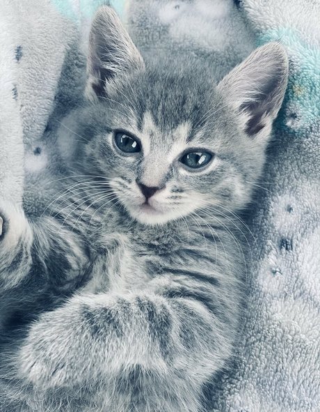 Xxxhookedonbrookefree