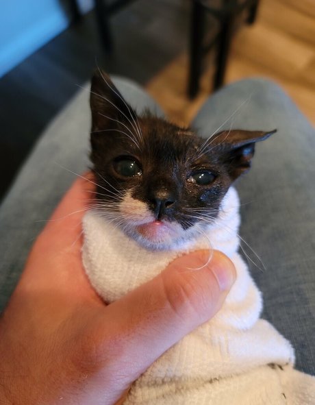 Fosterkittendad