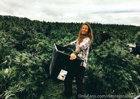 Danceincannabis